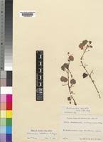 Image result for Ardisiandra sibthorpioides