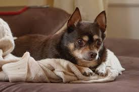 Image result for chihuahua big obesity