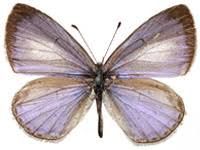 Image result for Celastrina argiolus