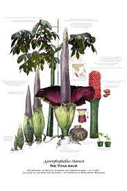 Uw Botany Store Bunga Langka Gambar Bunga Botani
