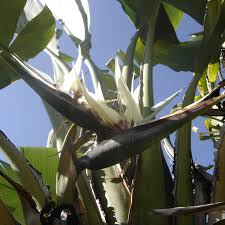 Image result for Strelitzia alba