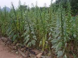 But have you tried growing sesame plants for sesame oil yourself? How To Grow Sesame Seed Plants From Shop Bought Sesame Seeds Easy Perennials Growing Seeds Plants