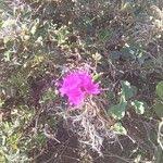 Image result for Commicarpus pedunculosus