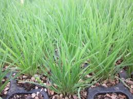 Image result for Koeleria