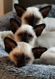 Kittens For Sale Or Adoption Near Me Many Kittens For Free Canberra Below Cute Animals Happy Easter Our Hairless Cat For Adoption Near M Cute Cats Cats Animals