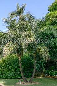 Image result for Syagrus