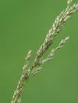 Image result for Urochloa oligobrachiata