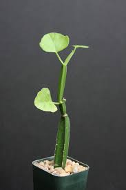 Image result for Cissus