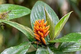 Image result for Renealmia