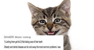 I am writing this review on day 2. Veterinarians Of Reddit Answer What Common Mistakes Are We Making With Our Pets I Can Has Cheezburger