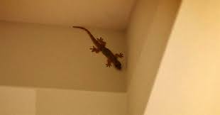 Selain jago memanjat, hewan mungil ini merupakan perenang yang handal. Cara Mengusir Cicak Dari Rumah Secara Alami Juru Kebun