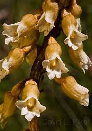 Image result for Gastrodia rwandensis
