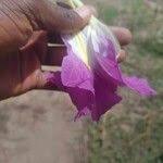 Image result for Siphonochilus aethiopicus