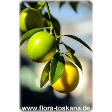 Image result for Citrus × aurantiifolia