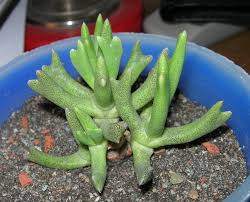 Image result for Rhabdophyllum