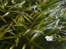 Image result for Vallisneria spiralis