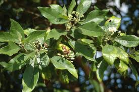 Image result for Vernonia amygdalina