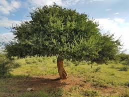 Image result for Boscia matabelensis