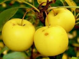Damson trees don't usually grow too tall so they can be easy to reach or in some years the weight of the fruit bends the branches down to picking height for you. Unusual Or Exotic Trees The Crab Apple Or Wild Apple Tree Woodlands Co Uk