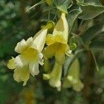 Image result for Hyparrhenia anemopaegma