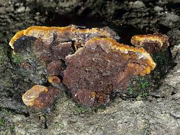 Image result for Phellinus gilvus