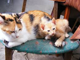 Join millions of people using oodle to find kittens for adoption, cat and kitten listings, and other pets adoption. 375x667px Free Download Hd Wallpaper White Orange And Black Calico Cat And Kitten On Blue Fabric Chair Wallpaper Flare