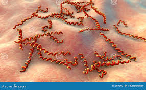 Image result for Treponema