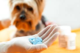 However, these prostaglandins also have. Safety Of Otc Pain Relievers Antiinflammatories For Dogs And Cats