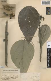 Image result for Caloncoba welwitschii