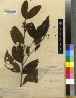 Image result for Pouchetia