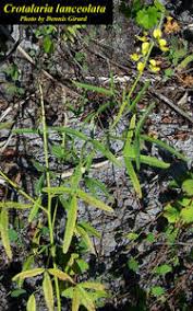 Image result for Crotalaria lanceolata