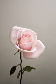 Rose Wallpapers Free Hd Download 500 Hq Unsplash