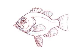 Fish Anatomy For Artists Fish Anatomy Anatomy For Artists Drawings