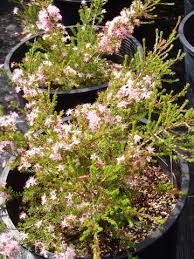 Image result for Tetragonia calycina