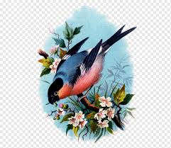 Bagaimana tidak, jumlah flora dan fauna indonesia tersebut semakin berkurang setiap harinya. Bird T Shirt Eurasian Bullfinch Bird Watercolor Painting Animals Fauna Png Pngwing