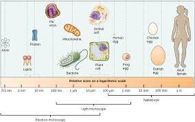 Apr 28, 2017 · they are about 7 nanometers thick, making them the thinnest filaments in the cytoskeleton. Cell Size Prokaryotic Cells By Openstax Page 2 8 Jobilize