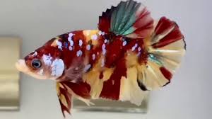 Buat kalian yang ingin ternak ikan cupang bisa mencoba. Cupang Nemo Avatar Cupang Plakat Sultan 4 Youtube