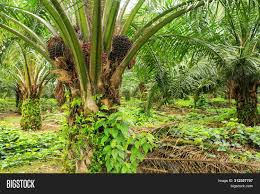 Maybe you would like to learn more about one of these? Close View Oil Palm Image Photo Free Trial Bigstock