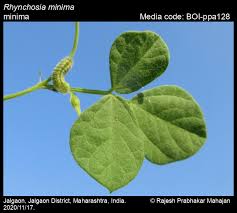 Image result for Rhynchosia albissima