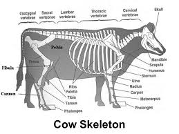 Image Result For Cattle Skeletal System Worksheets