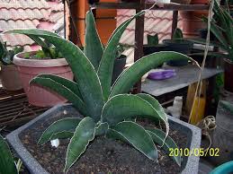 Image result for Sansevieria sinus-simiorum