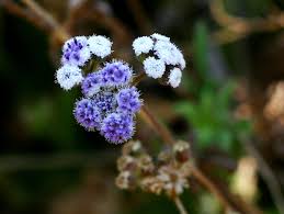 Image result for Denekia