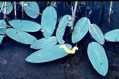 Image result for Aponogeton desertorum