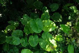 クワズイモの枯れない育て方 特徴や植え替え 挿し木の方法のコツまで解説 胡蝶蘭 スタンド花のプレミアガーデン