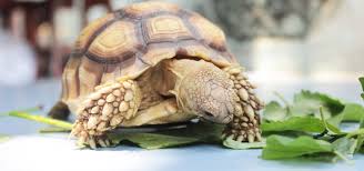 tortoise food and diet calcium vitamin d3 and not eating