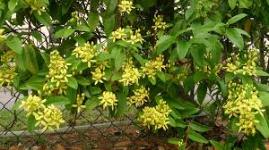 Image result for Tristellateia