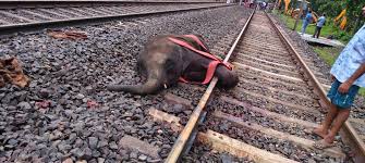 ❤️‍🩹❤️‍🩹BREAKING HORRIFIC NEWS!! 💔💔 In a tragic accident on July 17th,  three elephants, including calves, were killed after being hit by a  speeding train near the Bashtola area. These poor elephants were