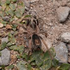 Image result for Empogona sp. A