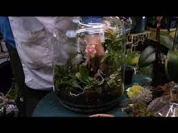 How To Build An Orchid Terrarium Terrariums More Youtube