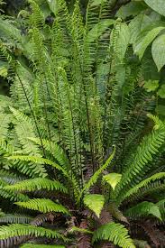 Image result for Blechnum punctulatum